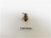 藏品(義大利蜂)的圖片